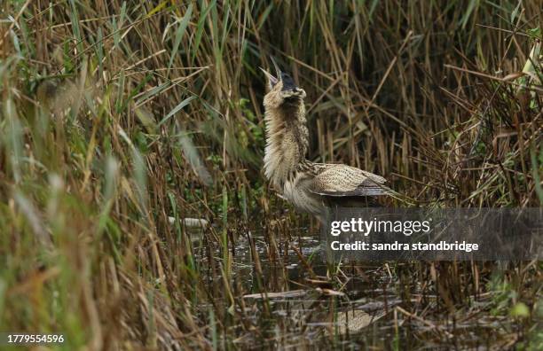 a rare hunting bittern, botaurus stellaris, is standing in a reedbed looking up to the sky and ruffling up its feathers around its neck. - ruffling stock pictures, royalty-free photos & images