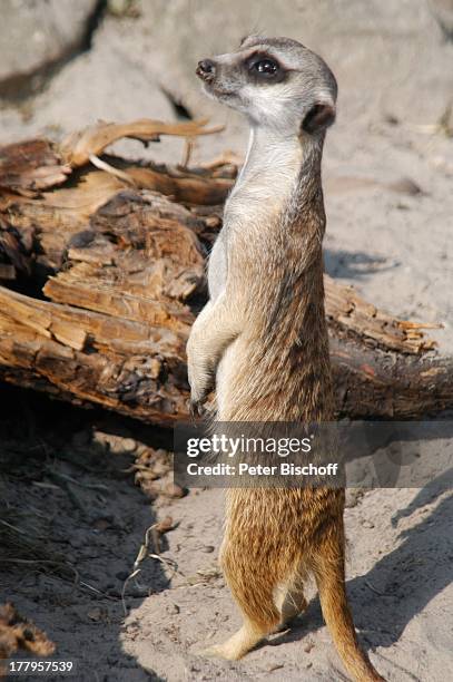 Erdmännchen, Tier- und Freizeitpark "Jaderpark", Jaderberg, Landkreis Wesermarsch, Niedersachsen, Deutschland, Europa, Tierpark, Vergnügungspark,...