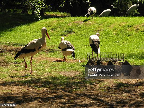 Störche, Tier- und Freizeitpark Thüle, Friesoythe, Niedersachsen, Deutschland, Europa, Zoo, Tierpark, Vergnügungspark, Storch, Tier, Reise,