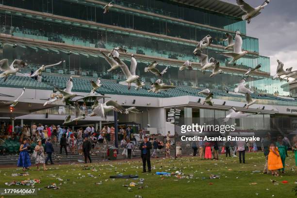 Seagulls fly away from the lawn as patrons leave at the conclusion of Melbourne Cup Day at Flemington Racecourse on November 07, 2023 in Melbourne,...