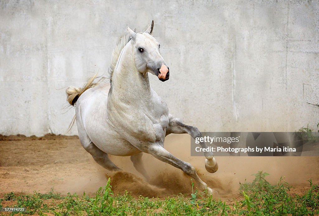 Akhal-teke stallion