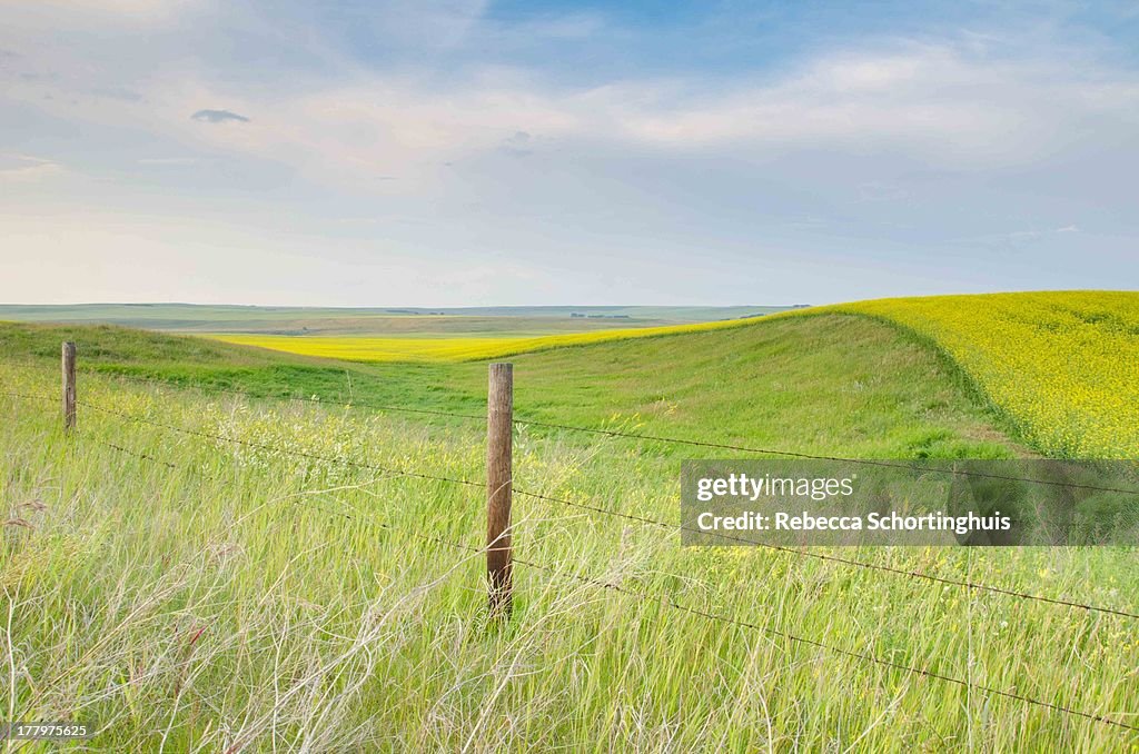 Rolling prairie fields of canola and grass