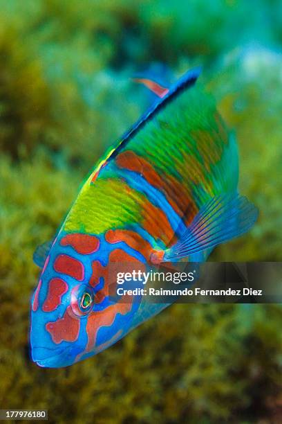 thalassoma pavo - wrasses stock pictures, royalty-free photos & images