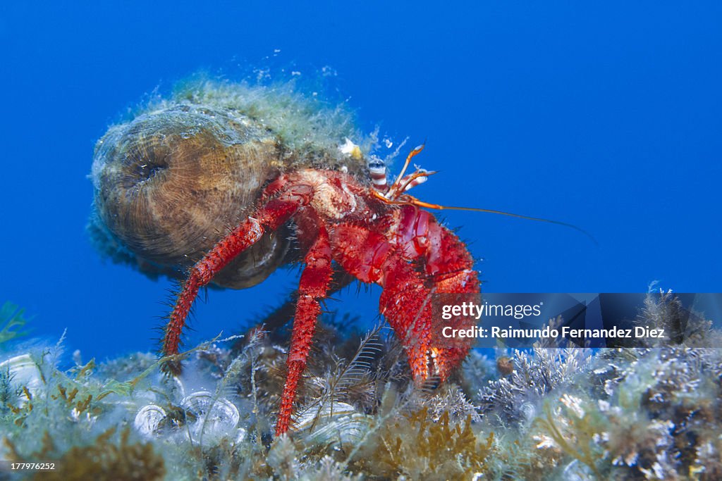 Hermit crab