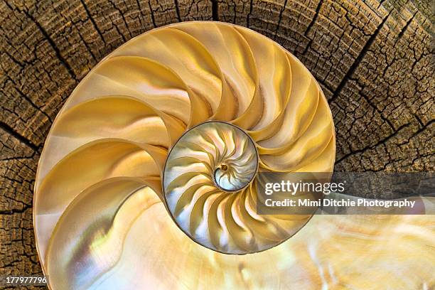 inner nautilus - nautilus stock pictures, royalty-free photos & images