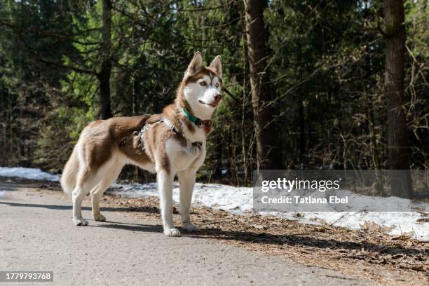portrait of a husky dog on a road - siberische-husky stockfoto's en -beelden