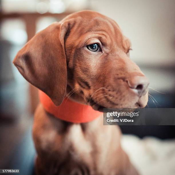 dog portrait - vizsla stockfoto's en -beelden