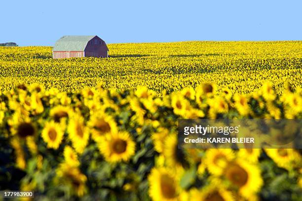 Photo taken August 21, 2013 shows a sunflower field in North Dakota. AFP PHOTO / Karen BLEIER