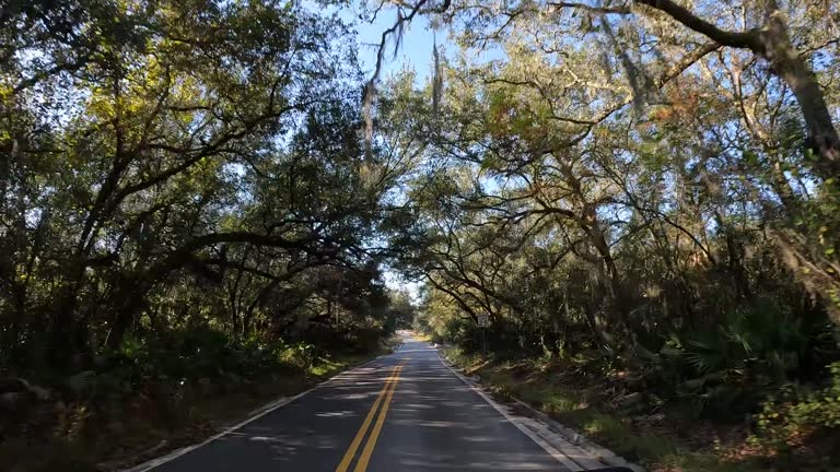 https://media.gettyimages.com/id/1779905913/video/quiet-drive-on-empty-straight-asphalt-road-with-curving-oaks-forming-a-tree-tunnel-above-the.jpg?b=1&s=640x640&k=20&c=zSZbj_Uj4QQWYUo9kJsYqHYh9ujdX1AKO7CS7MyWiY8=