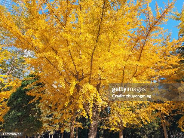 ginkgo - ginkgo stock pictures, royalty-free photos & images