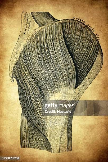 the external muscles of the hip - hip body part stock illustrations