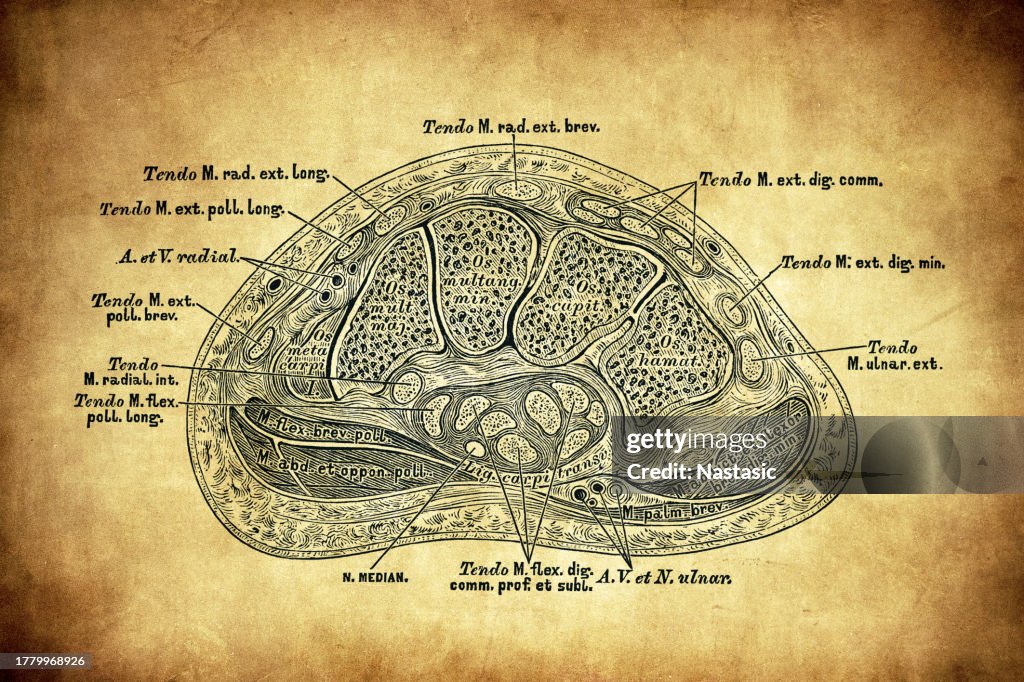 手根骨の2列目を通る水平断面