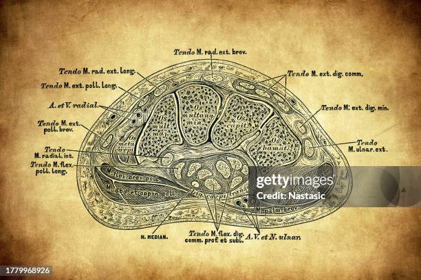 horizontal section through the second row of carpal bones - human artery stock illustrations