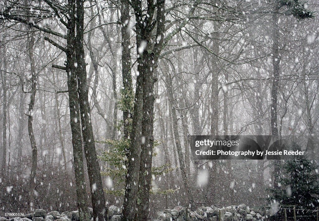Snow Falling Sharp Heavy Snow Falling In The Woods High-Res Stock Photo - Getty Images