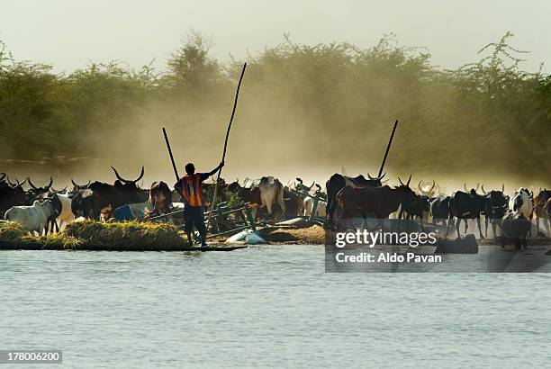 mali, herd of cattle drinking from the niger - niger river stock pictures, royalty-free photos & images