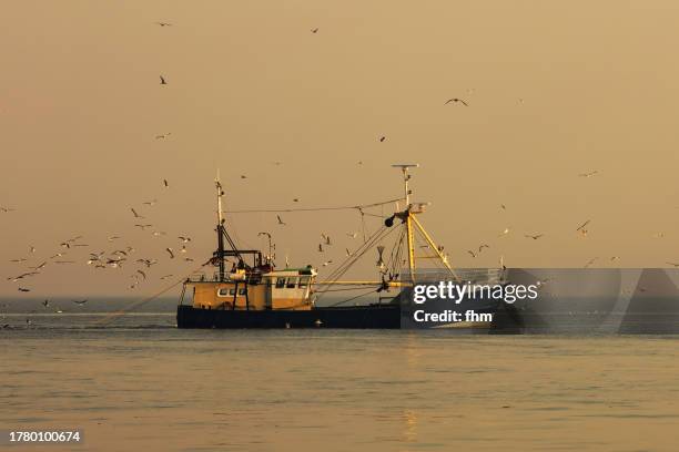 fishing boat with swarm of seagulls - north sea fishing stock pictures, royalty-free photos & images