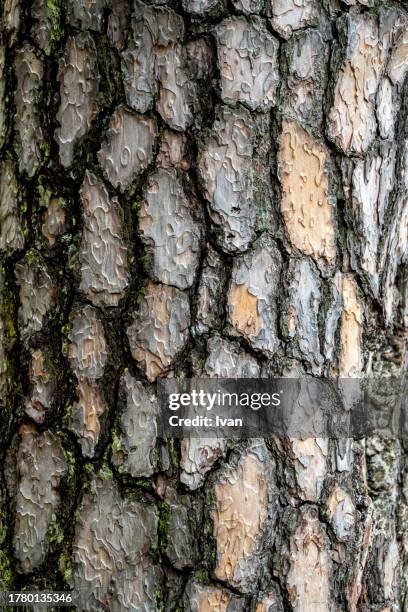 full frame of texture, rough bark, old wood tree texture pattern - peel park stock pictures, royalty-free photos & images