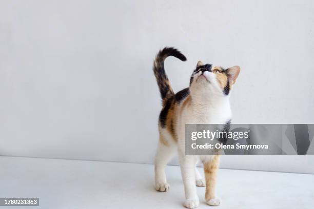 tortoiseshell cat on a white background - cat white background stock-fotos und bilder