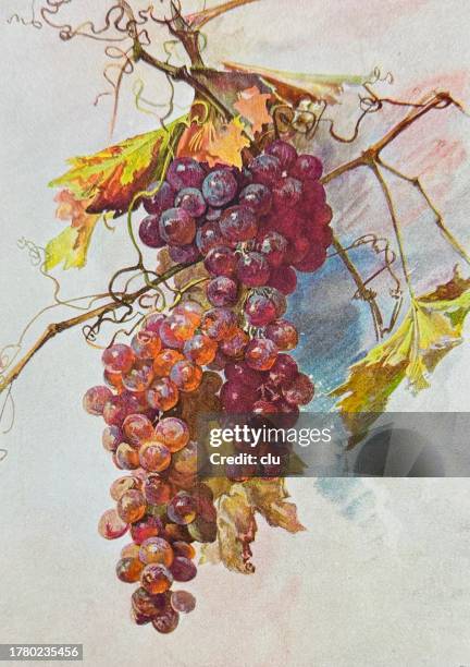 ripe red grapes hanging in the vineyard - hanging succulent stock illustrations