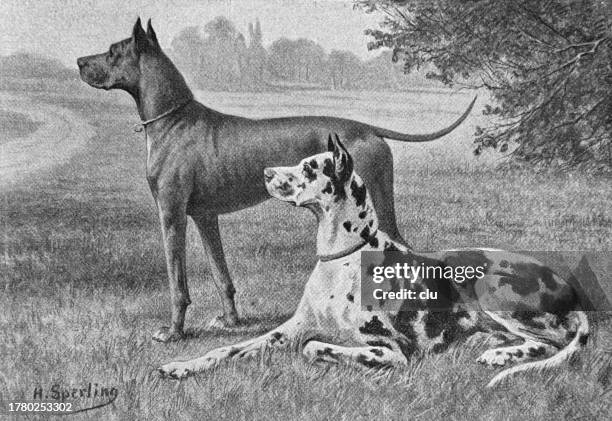 spotted and grey great dane on a meadow, side view - great dane stock illustrations