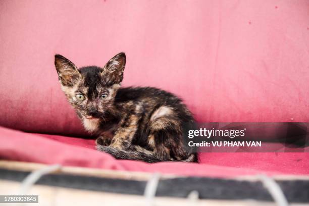 lykoi kitten cat on pink background - ugly cat stockfoto's en -beelden