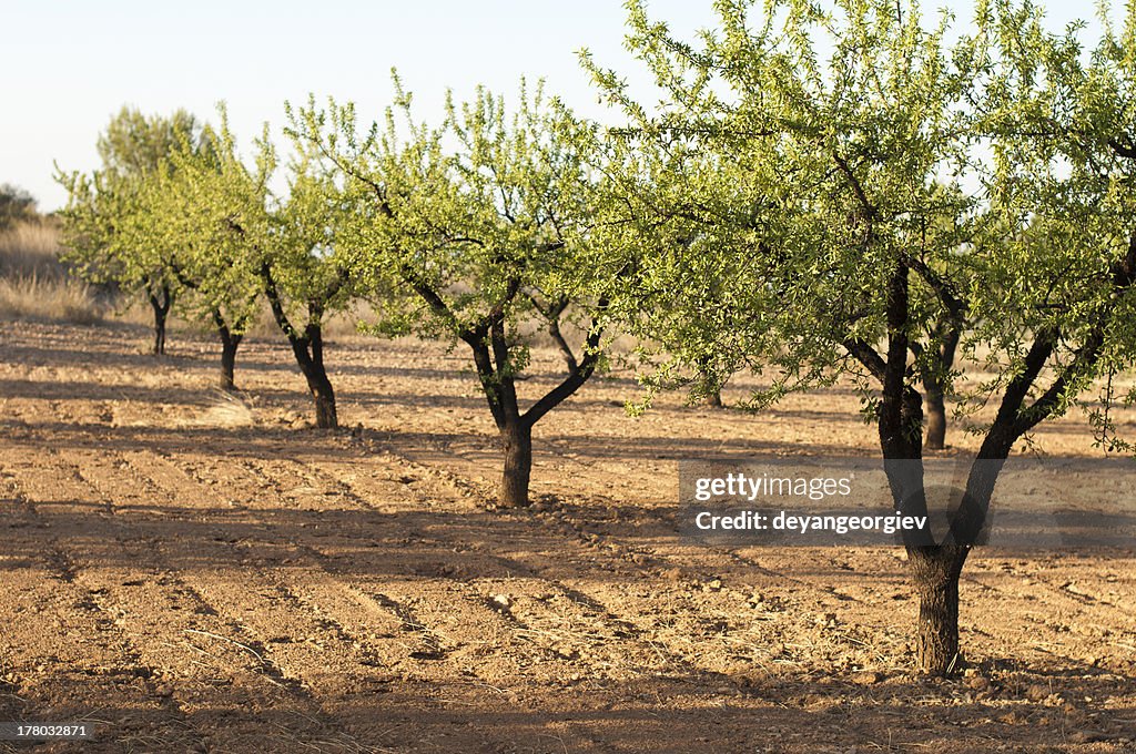 Almond plantation trees