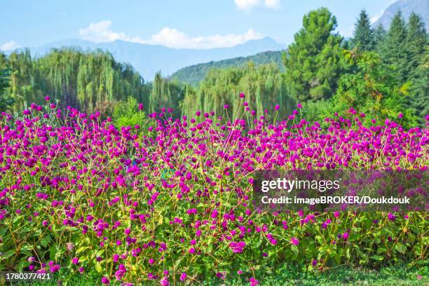 blooming lupin (lupinus) in srinagar, jammu kashmir, india - jammu and kashmir stock pictures, royalty-free photos & images