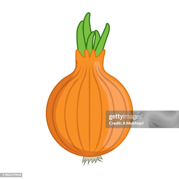 onion illustration. - spring onion stock illustrations