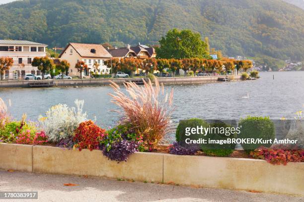 lake promenade, planting, gmunden am lake traun, federal province of upper austria, 4810 gmunden, austria - gmunden austria stock pictures, royalty-free photos & images