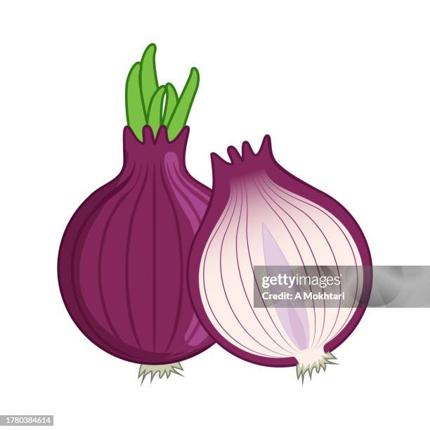 onion illustration. - onion stock illustrations