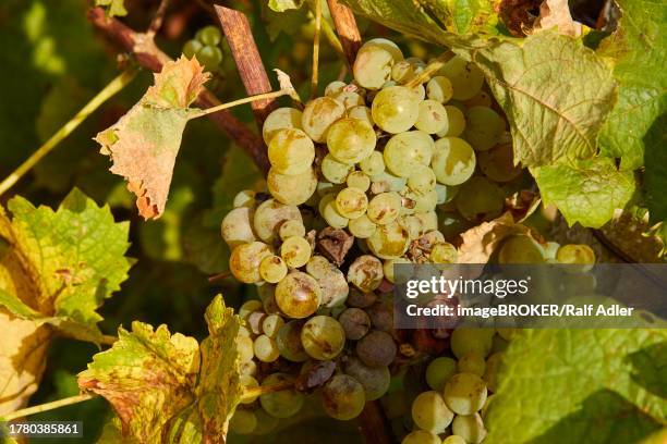 macro, viticulture, contrada dietro isola, dammusi, vine, italy, vineyards, pantelleria, pelagic islands, sicily, italy - dietro stock pictures, royalty-free photos & images