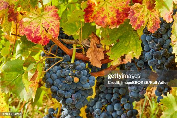 macro, viticulture, contrada dietro isola, dammusi, vine, italy, vineyards, pantelleria, pelagic islands, sicily, italy - dietro stock pictures, royalty-free photos & images