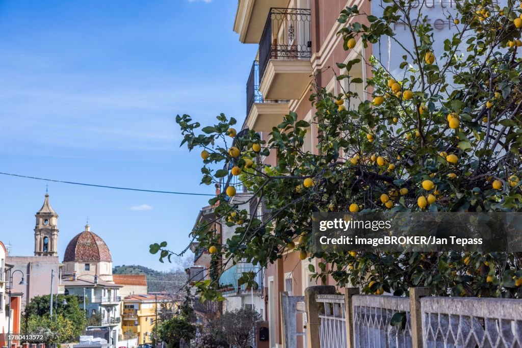 Lemon tree with ripe lemons in a front garden in the city, Bari Sardo, Ogliastra, Sardinia, Italy