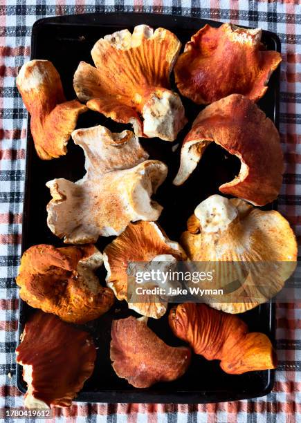 foraged and cleaned lobster mushrooms on a wooden table in northern maine. - hypomyces-lactifluorum fotografías e imágenes de stock