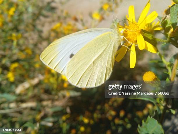 close-up of butterfly pollinating on yellow flower,province de midelt,morocco - midelt photos et images de collection