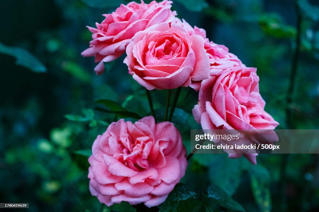 Pink Roses Images Closeup Of Pink Rose High-Res Stock Photo - Getty Images