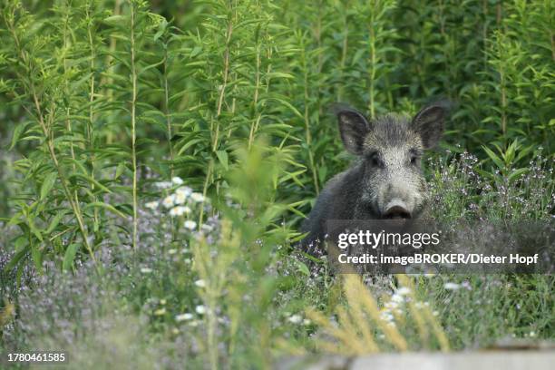 wild boar (sus scrofa) safe in a summer meadow, allgaeu, bavaria, germany - wildschwein stock-fotos und bilder