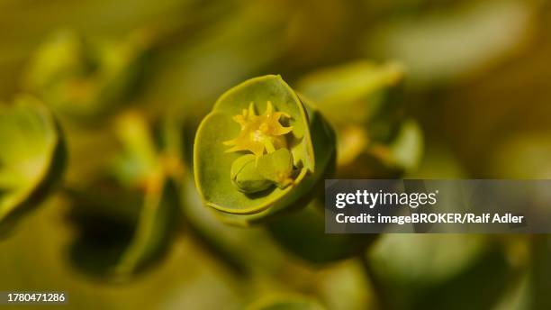 macro, flowers, close-up, cala pulcino, small gorge, dream bay, lampedusa island, agrigento province, pelagic islands, sicily, italy - pulcino stock pictures, royalty-free photos & images