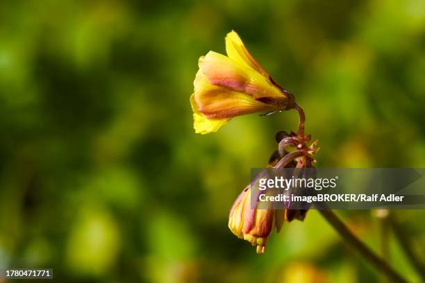 macro, flowers, yellow blossoms, close-up, cala pulcino, small gorge, dream bay, lampedusa island, agrigento province, pelagic islands, sicily, italy - pulcino stock pictures, royalty-free photos & images
