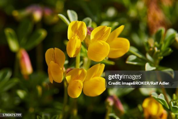 macro, flowers, yellow petals, close-up, cala pulcino, small gorge, dream bay, lampedusa island, agrigento province, pelagic islands, sicily, italy - pulcino stock pictures, royalty-free photos & images