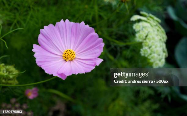 close-up of pink cosmos flower,brooklyn,new york,united states,usa - cosmos flower stock pictures, royalty-free photos & images