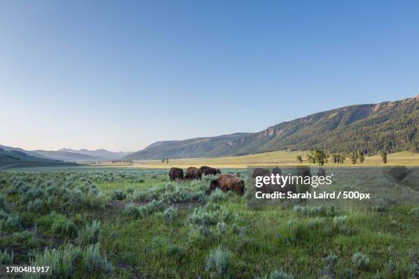 a herd of sheep,yellowstone national park,wyoming,united states,usa - yellowstone photos et images de collection