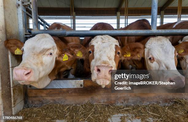 dairy cows standing in a loose housing in kempfing, moosinning, upper bavaria, bavaria, germany - moosinning stock pictures, royalty-free photos & images