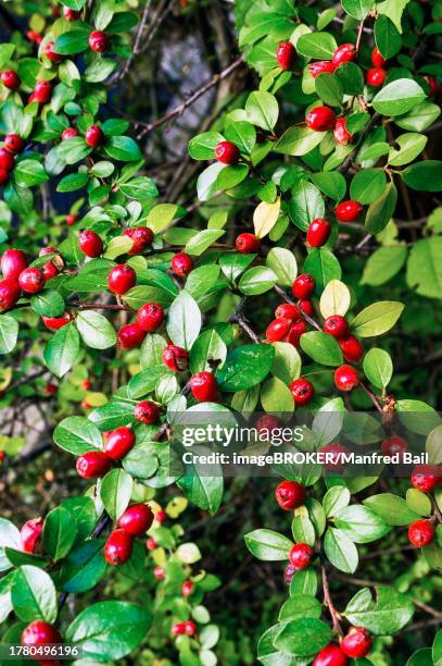 rockspray cotoneaster (cotoneaster horizontalis), allgaeu, bavaria, germany - cotoneaster horizontalis stock pictures, royalty-free photos & images