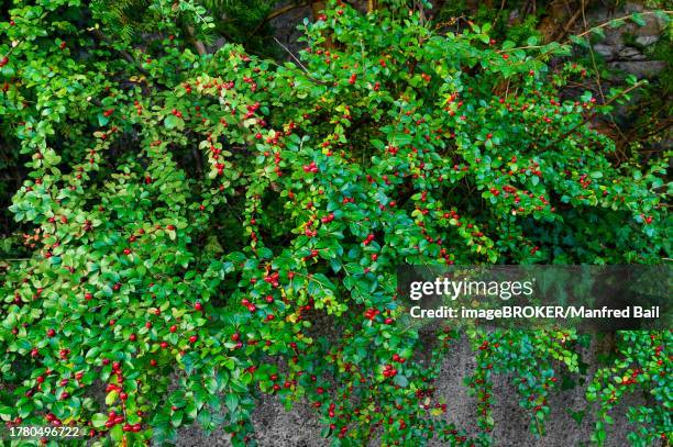 rockspray cotoneaster (cotoneaster horizontalis), allgaeu, bavaria, germany - cotoneaster horizontalis stock pictures, royalty-free photos & images