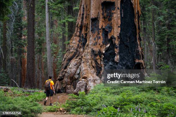 standing out from the crowd at sequoia national park, california, usa. - sequoia stock pictures, royalty-free photos & images