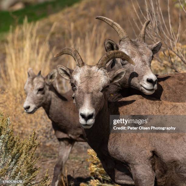 california bighorn sheep in kamloops bc - desert big horn sheep stock pictures, royalty-free photos & images
