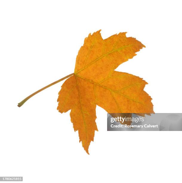 single orange japanese maple leaf, on white square. - ahornblatt freisteller stock-fotos und bilder