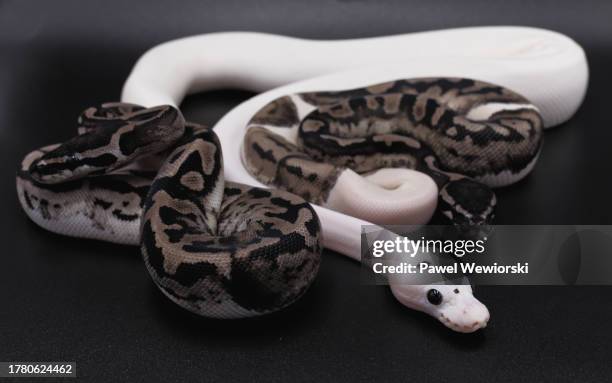 731 Royal Python Stock Photos, High-Res Pictures, and Images - Getty Images