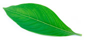 Medicinal Basak leaf